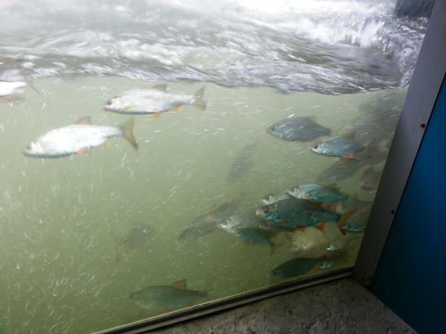 Poissons de la seine observés depuis le Seinoscope de Léry Poses En Normandie
