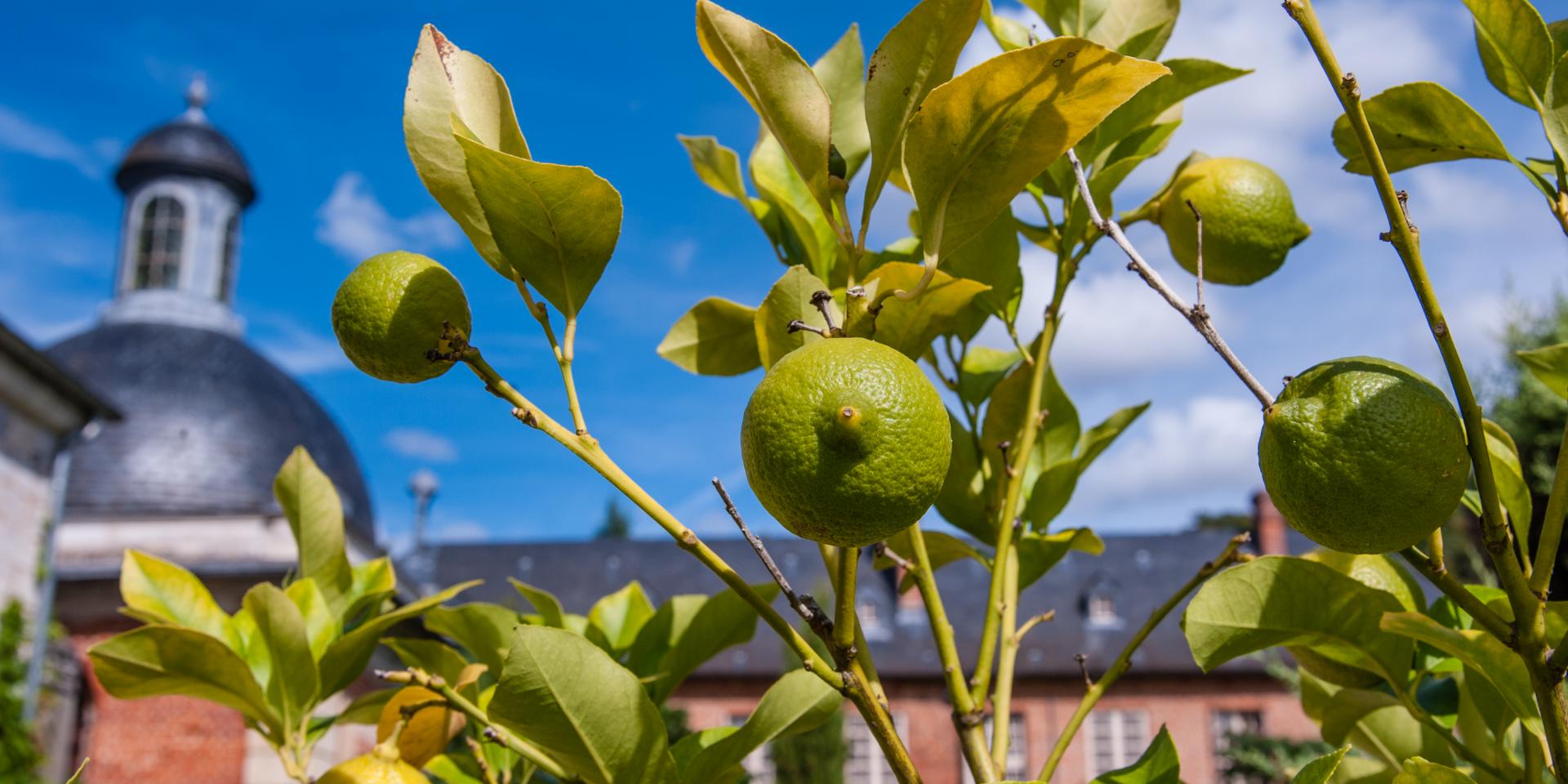 photo du citronnier et ses citrons verts avec l'église en arrière plan du parc du château d'Acquigny