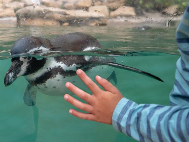 manchot de humboldt nageant devant la Main d'un enfant posée sur la vitre du bassin des manchots à biotropica