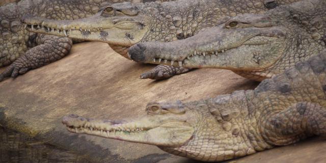 Crocodile au zoo de Biotropica en Normandie