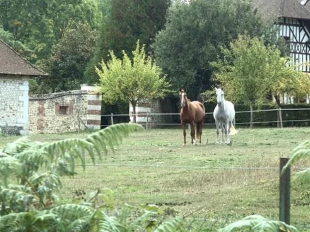 Chevaux©chateaudargeronne