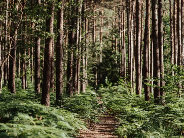 Forêt de Bord-Louviers