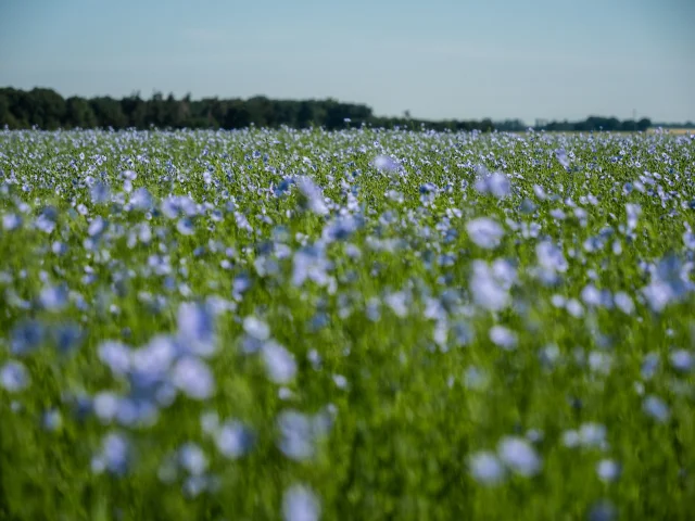 2020 06 Lin En Fleur 50089941457 O Min