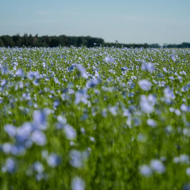 2020 06 Lin En Fleur 50089941457 O Min