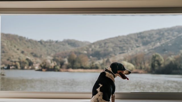Vue sur la Seine avec son chien