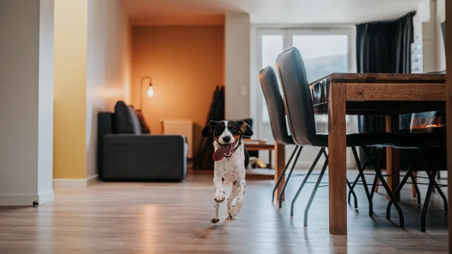 Gite Dog Friendly à Léry-Poses