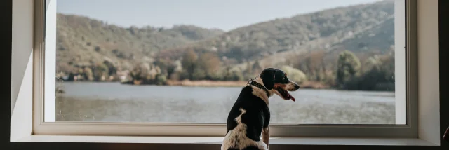 Vue sur la Seine avec son chien