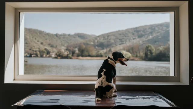Vue sur la Seine avec son chien