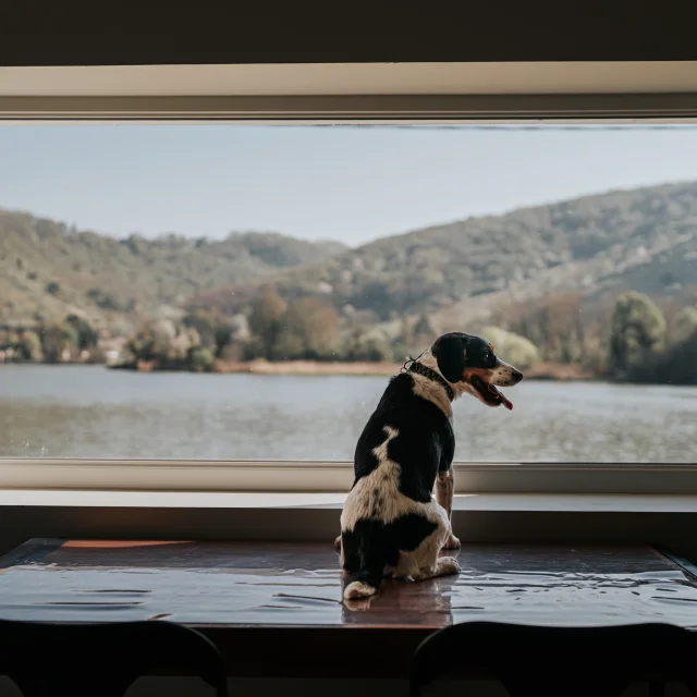 Vue sur la Seine avec son chien