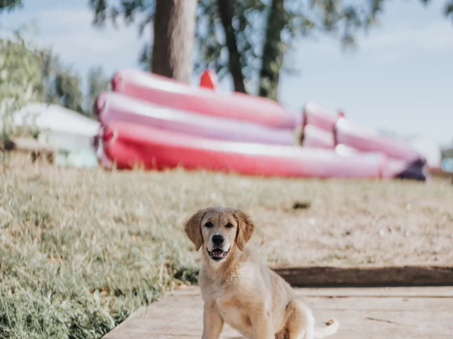 Canoë avec son chien à Autheuil-Authouillet