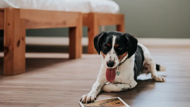 Avec son chien en gîte à Poses