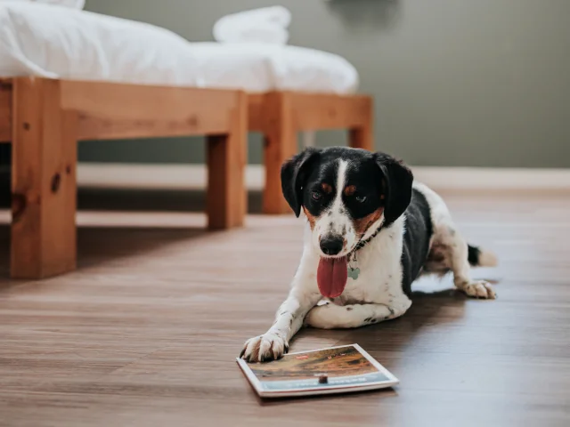 Avec son chien en gîte à Poses