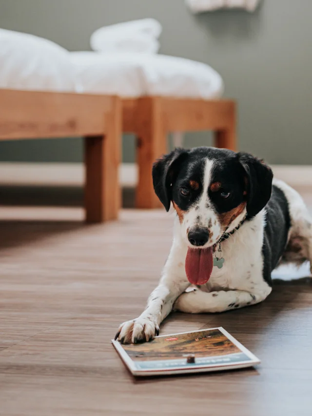 Avec son chien en gîte à Poses