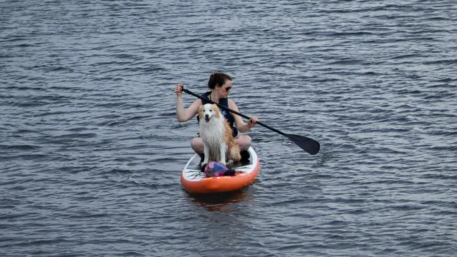 Chien sur paddle