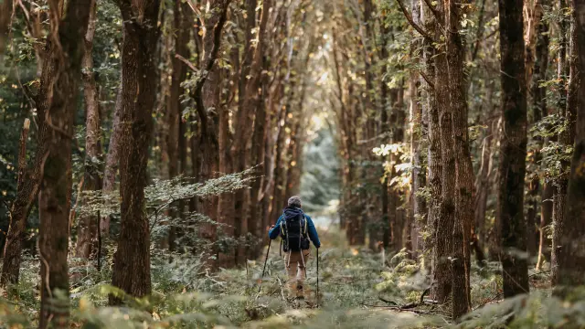 Randonnée en Forêt de Bord-Louviers