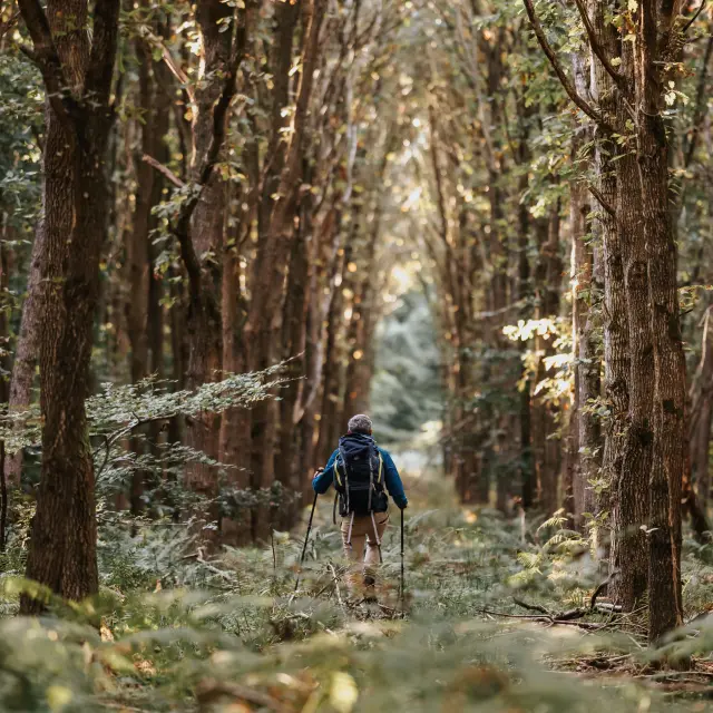 Randonnée en Forêt de Bord-Louviers
