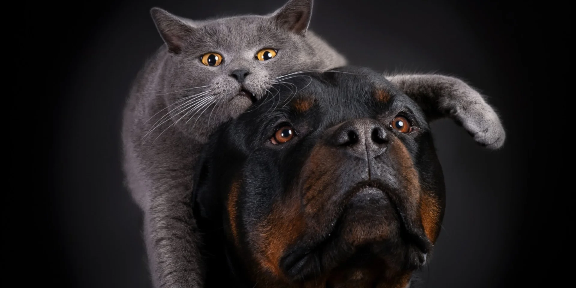 Barillier Stephanie 996383552440 Watermarked