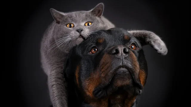 Barillier Stephanie 996383552440 Watermarked