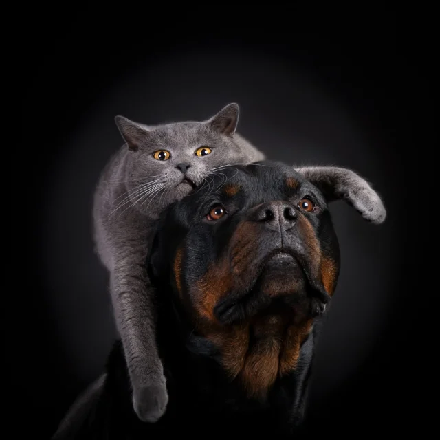 Barillier Stephanie 996383552440 Watermarked