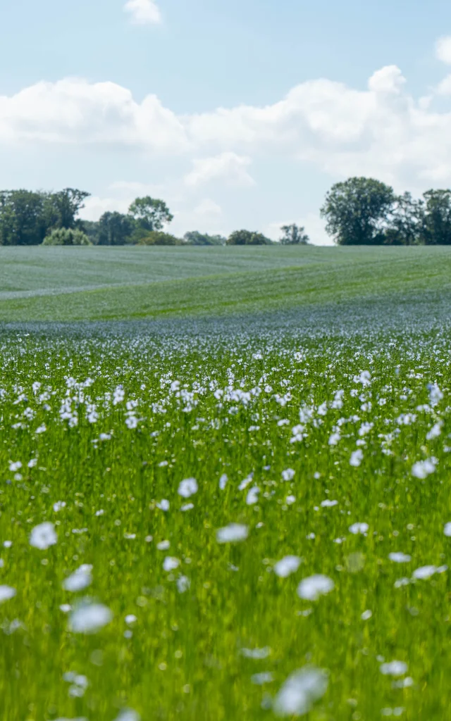 2024 06 24 Veloroute Du Lin Sma V. Debels 175