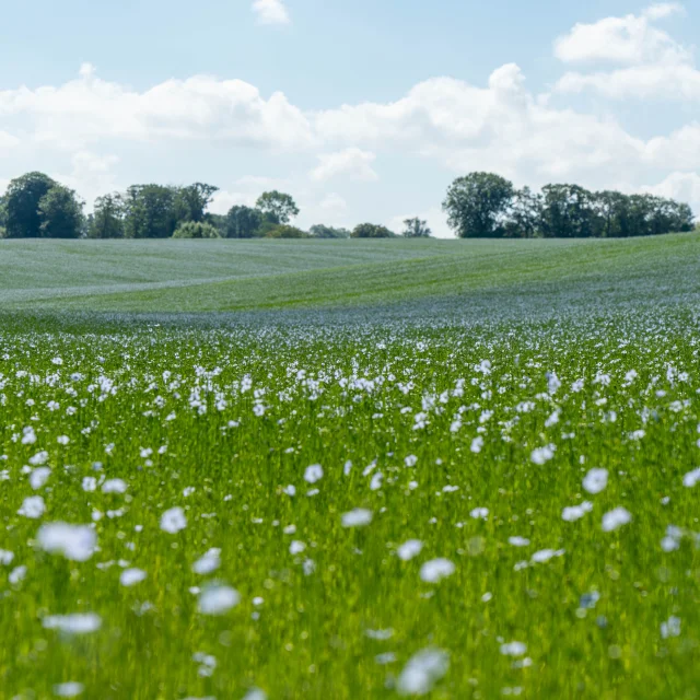 2024 06 24 Veloroute Du Lin Sma V. Debels 175