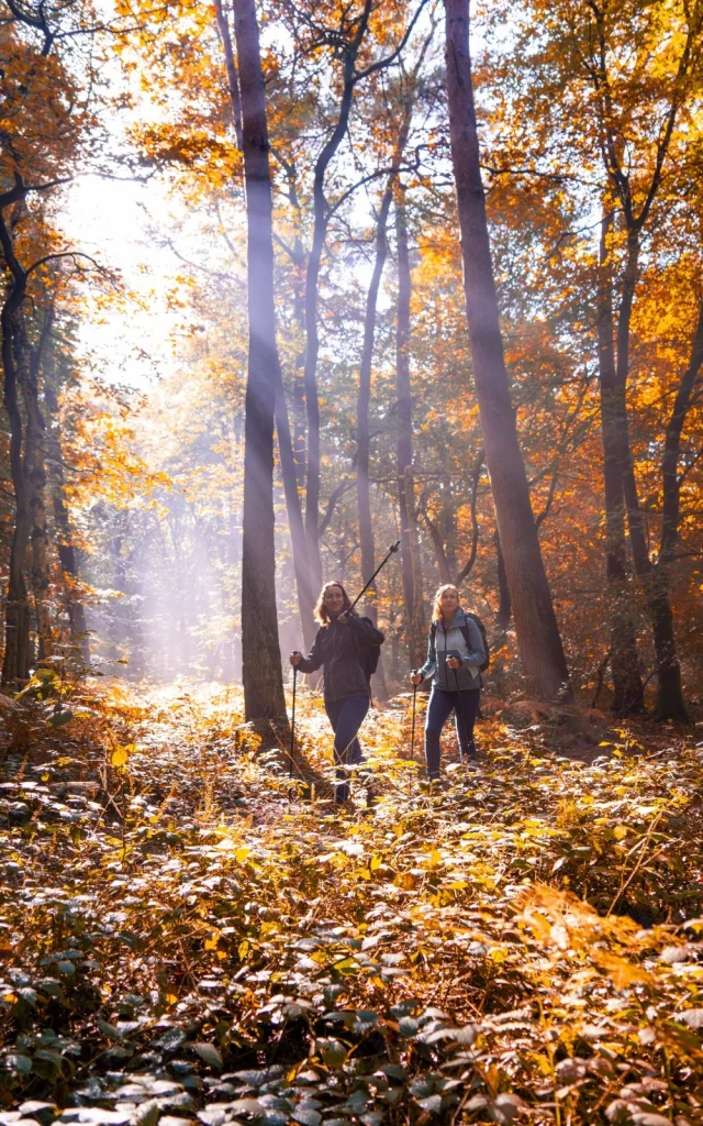 Forêt d'Hénouville