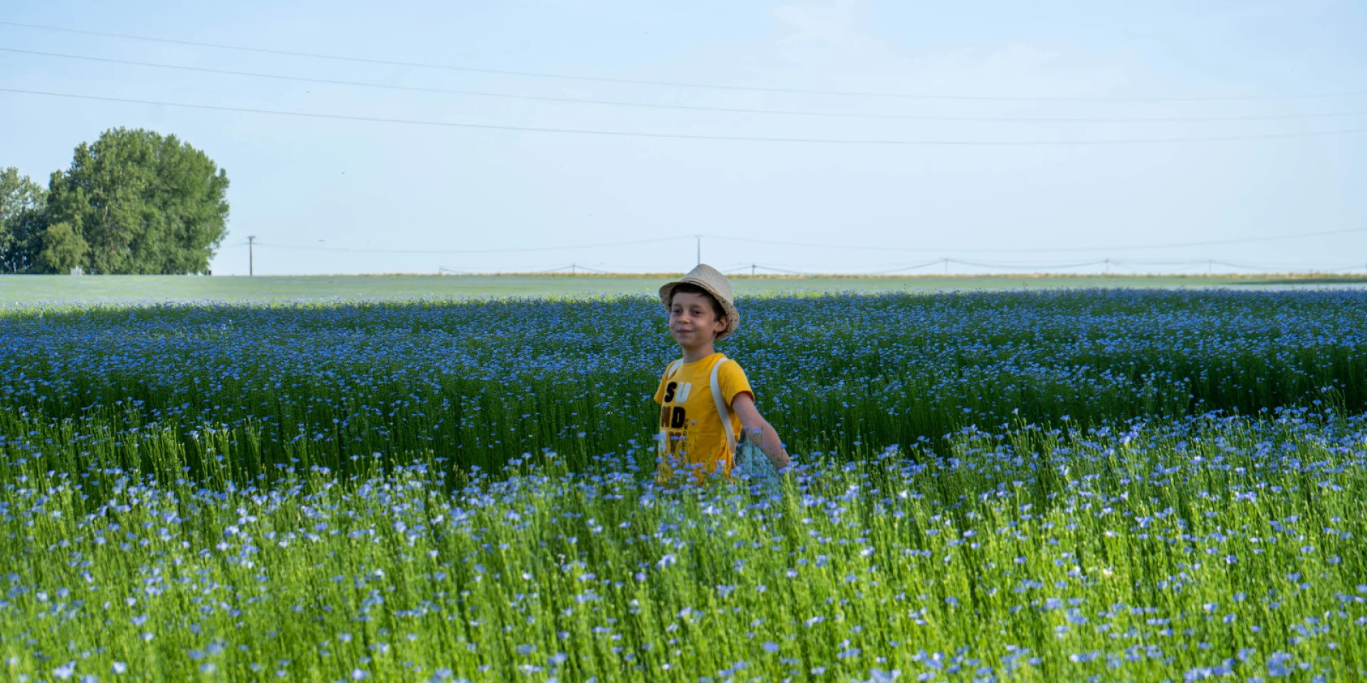 Doudeville Champ de lin