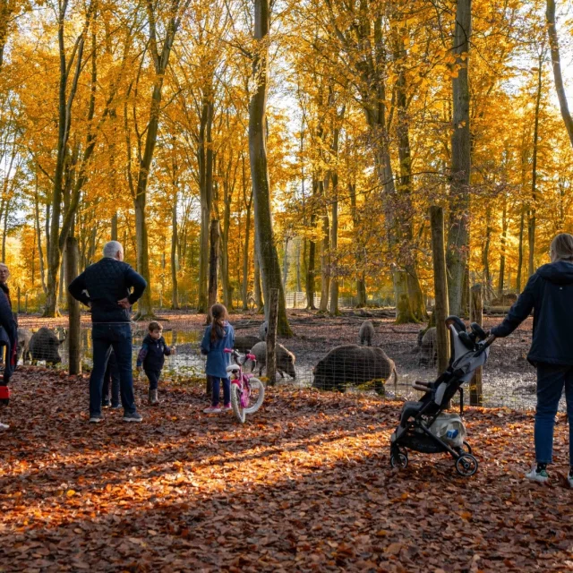 Roumare forest