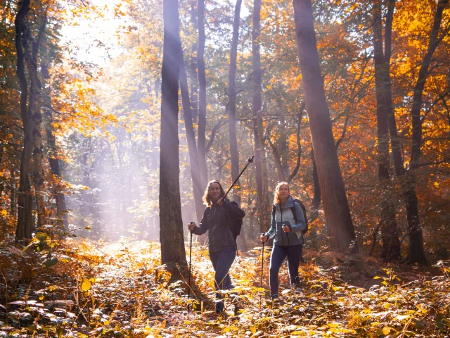 Autumn Forest Hike