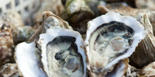Oysters Veules Les Roses