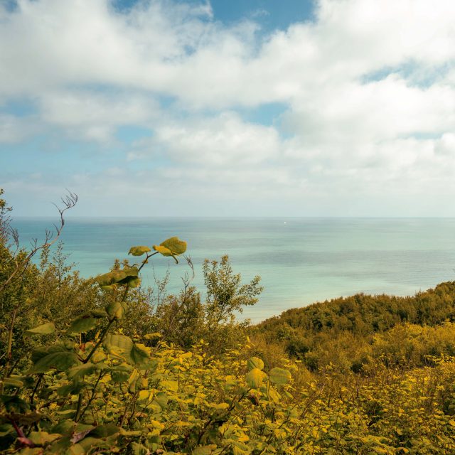 Bois Des Communes Varengeville Sur Mer Sma V. Debels