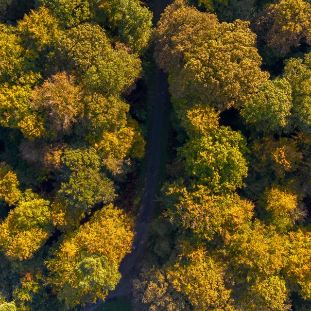 Les Forets Automne en Seine-Maritime SMA V.debels
