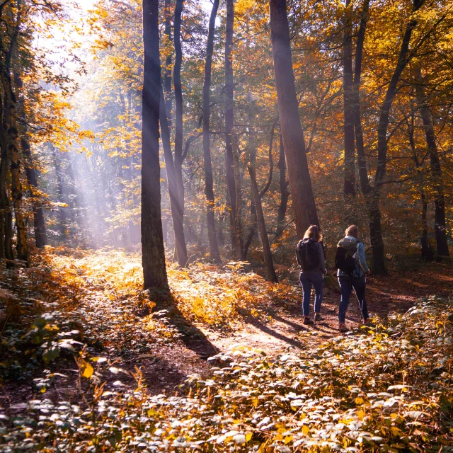 Seine-Maritime - Rando Foret Automne SMA - V.debels