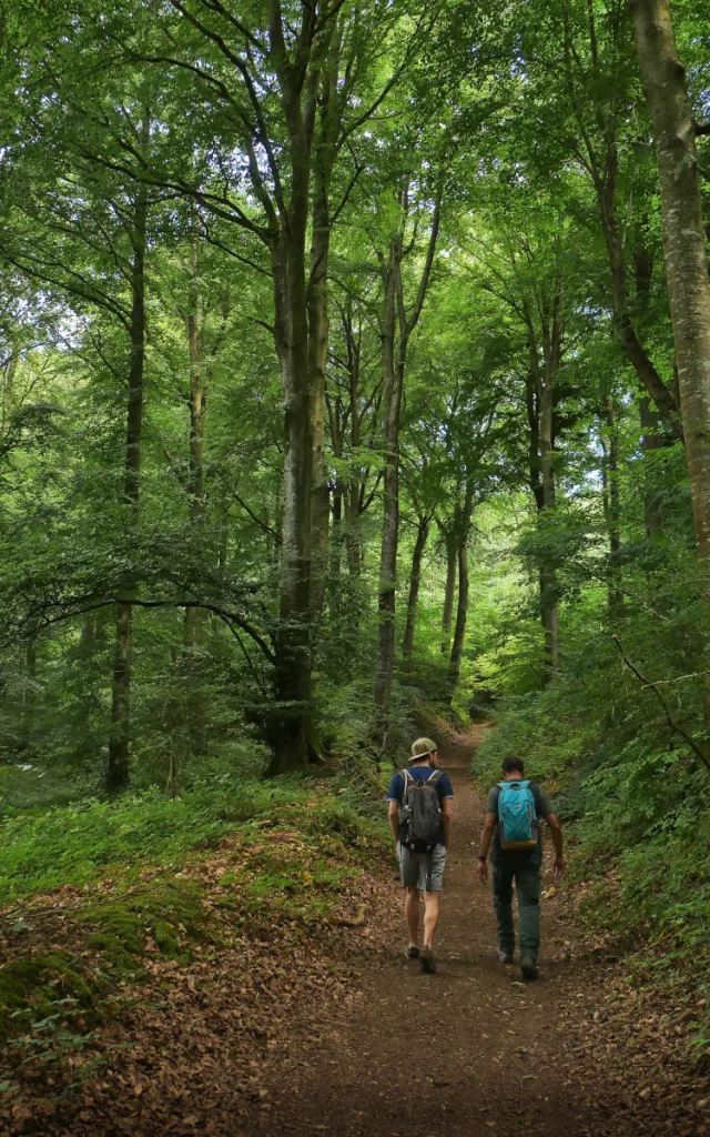 Circuit Gerante Foret Eu D.genestal