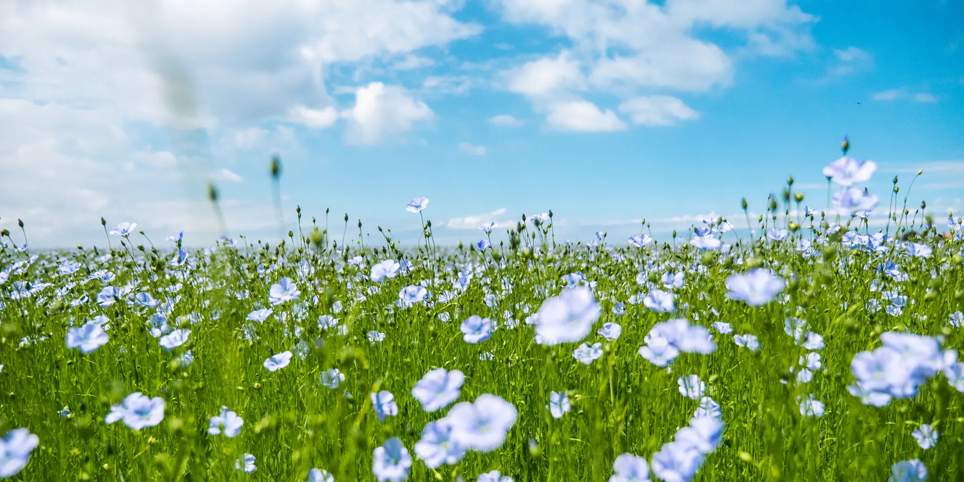 Champs de lin - Quiberville @Pierreleboucher
