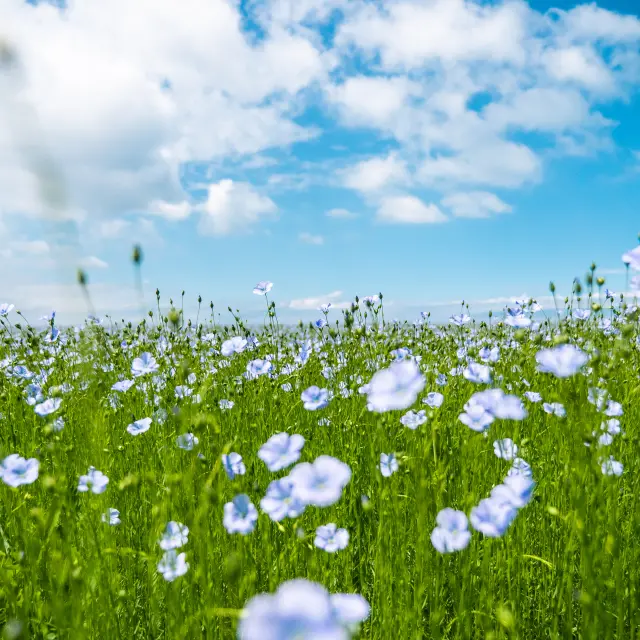 Champs de lin - Quiberville @Pierreleboucher