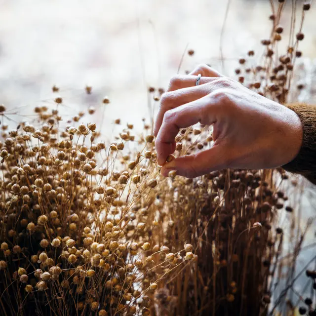 Lin ©Sma French Wanderers