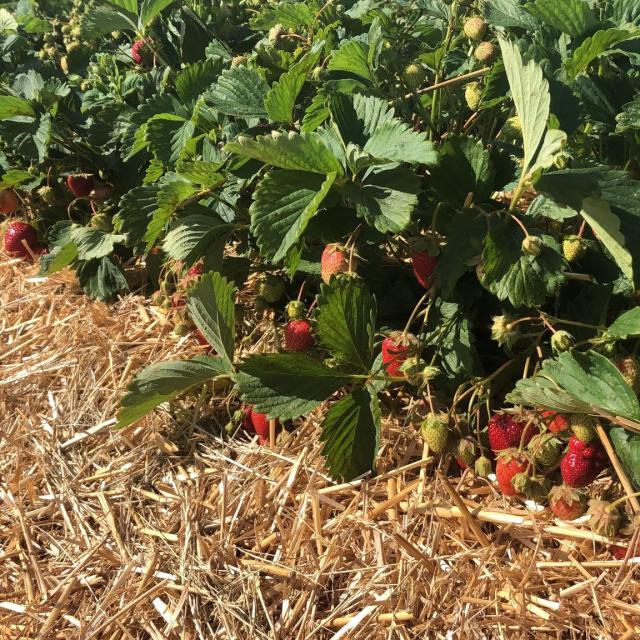 Fraises Des Champs ©fraises Plein Champ Acy