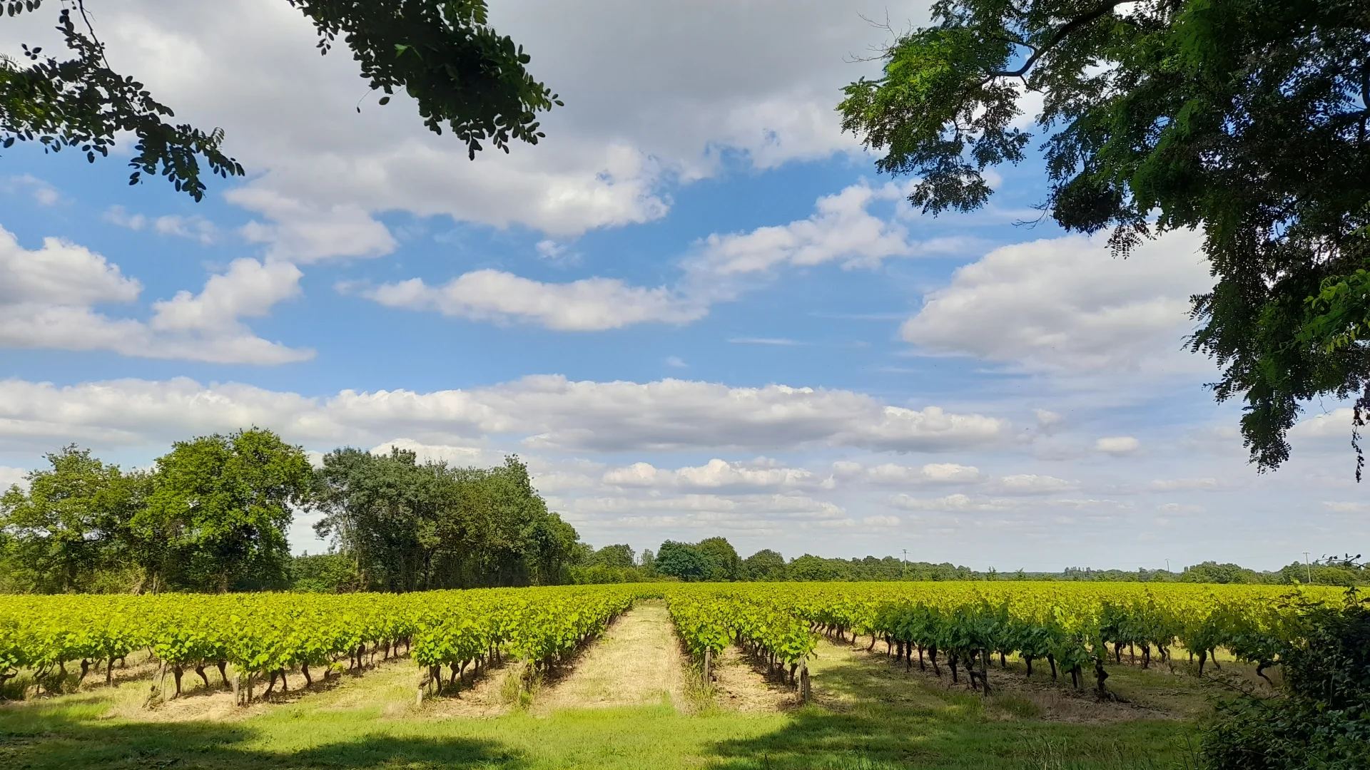 Vignes_SMDC.jpg