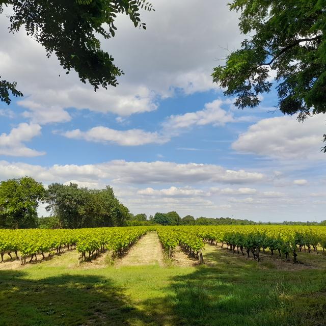Vignes_SMDC.jpg