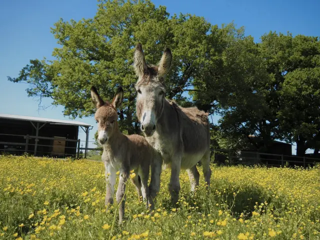 495390981 683025454677529 6075645685527009826 N