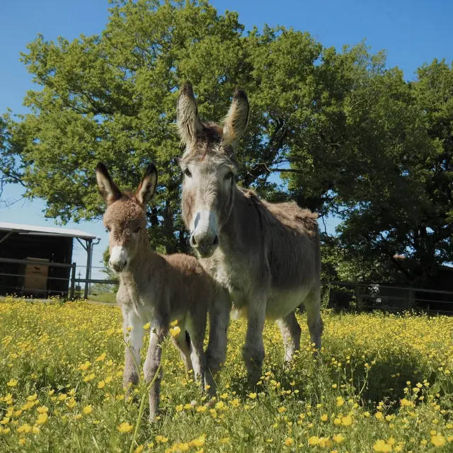 495390981 683025454677529 6075645685527009826 N 1