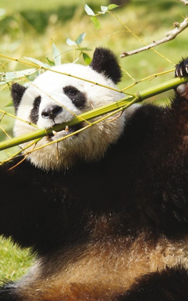 Pandas Zooparc De Beauval