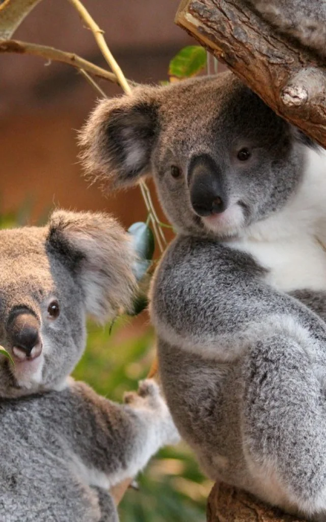 Koalas ZooParc de Beauval