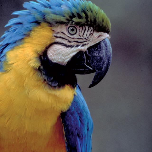 Les Maîtres des Airs, spectacle au ZooParc de Beauval