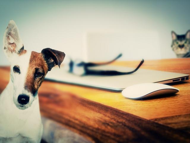 Pet Friendly Pension Chien Chat