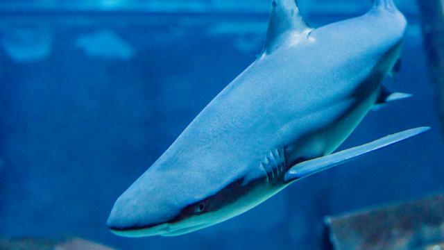 Grand Aquarium de Touraine - Requin Pointe Noire