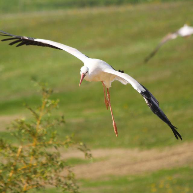 Les Maîtres des Airs, spectacle au ZooParc de Beauval