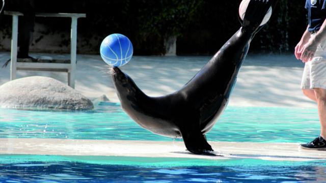 Spectacle Otaries Zooparc De Beauval Conseils Visite Plan