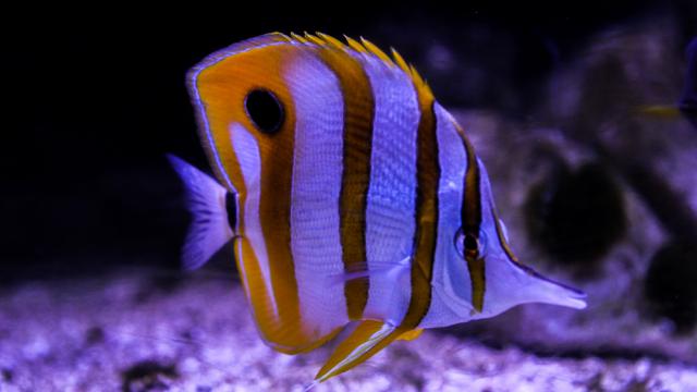 Grand Aquarium de Touraine - Chelmon Ros